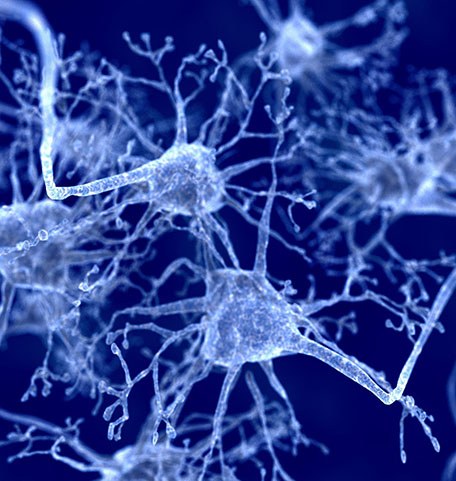 a close-up of several neurons
